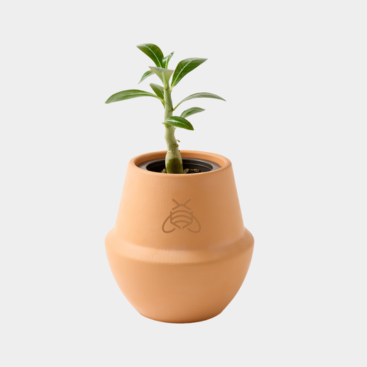 Modern Sprout® Modern Terracotta Grow Kit Bonsai